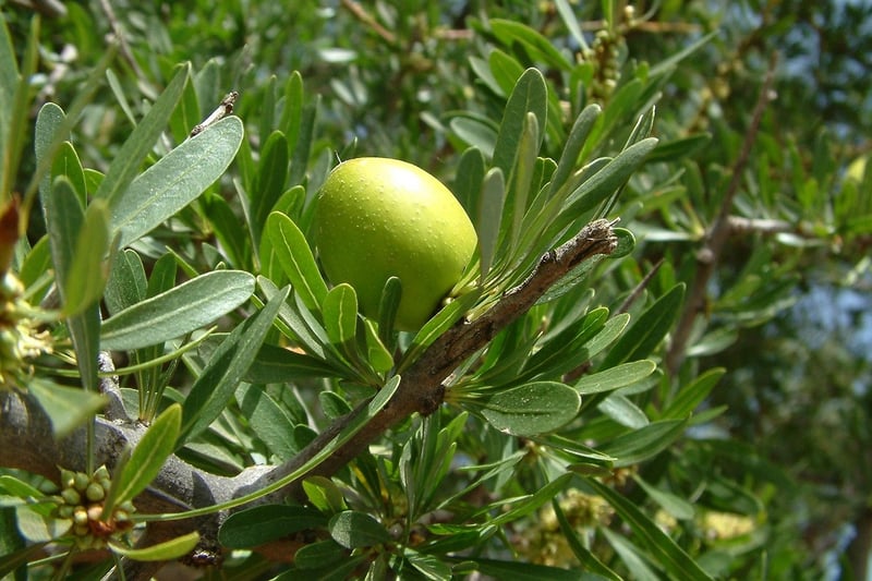 Argan Oil